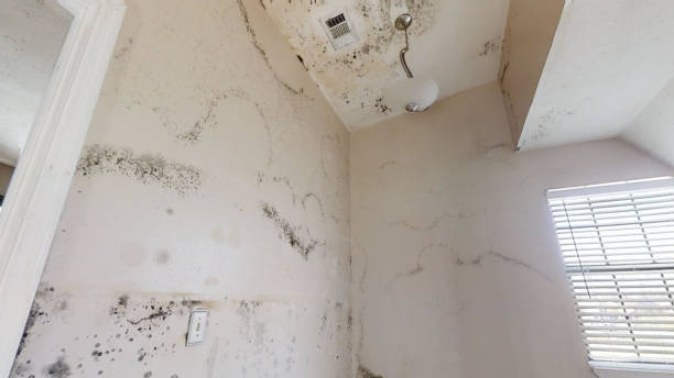 Best Emergency Mold Remediation  in Bodega Bay, CA