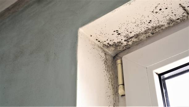 Best Comprehensive Air Testing for Mold Contaminants  in Bodega Bay, CA