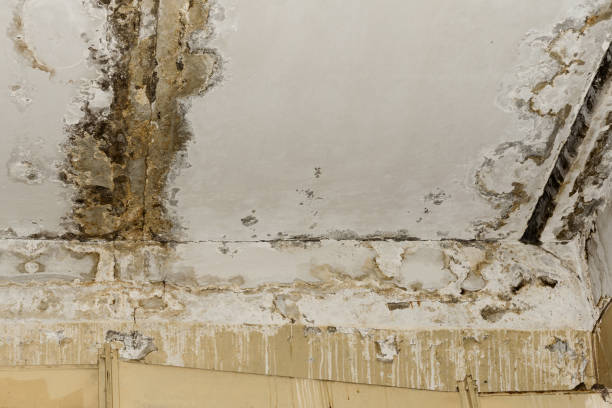 Best Mold Remediation for Healthcare Facilities  in Bodega Bay, CA