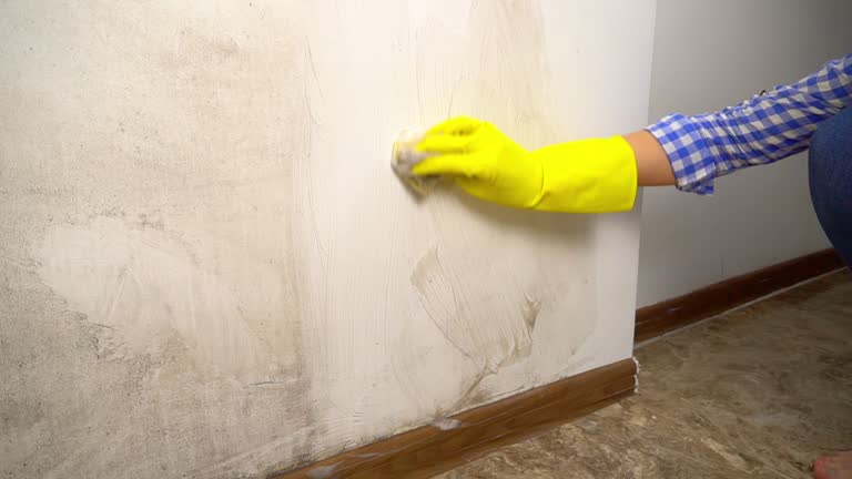 Best Mold Prevention Services  in Bodega Bay, CA