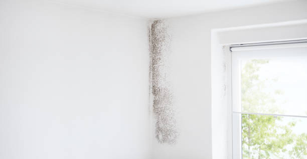 Best Basement Mold Removal  in Bodega Bay, CA