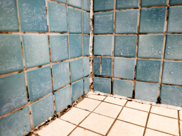 Biohazard Mold Removal in Bodega Bay, CA