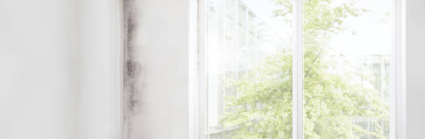 Bodega Bay, CA Mold Removal Company