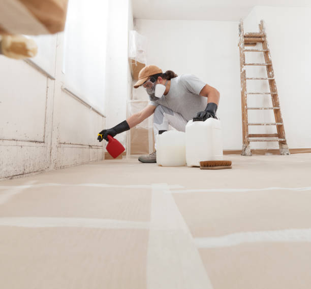 Best Water Damage & Mold Remediation  in Bodega Bay, CA