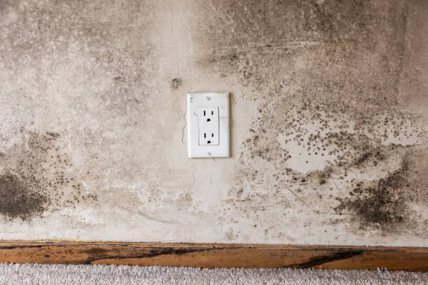 Best Black Mold Removal  in Bodega Bay, CA