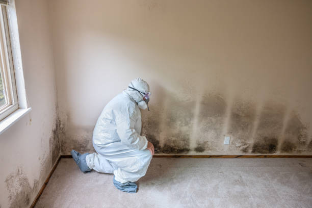 Best Attic Mold Removal  in Bodega Bay, CA