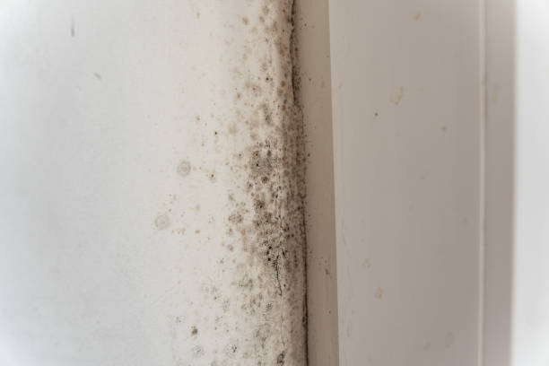 Best Mold Odor Removal Services  in Bodega Bay, CA
