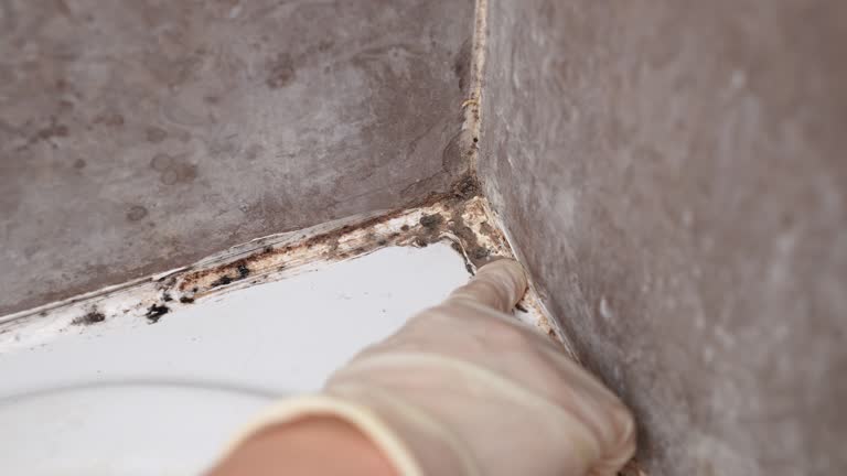 Dehumidification Services in Bodega Bay, CA
